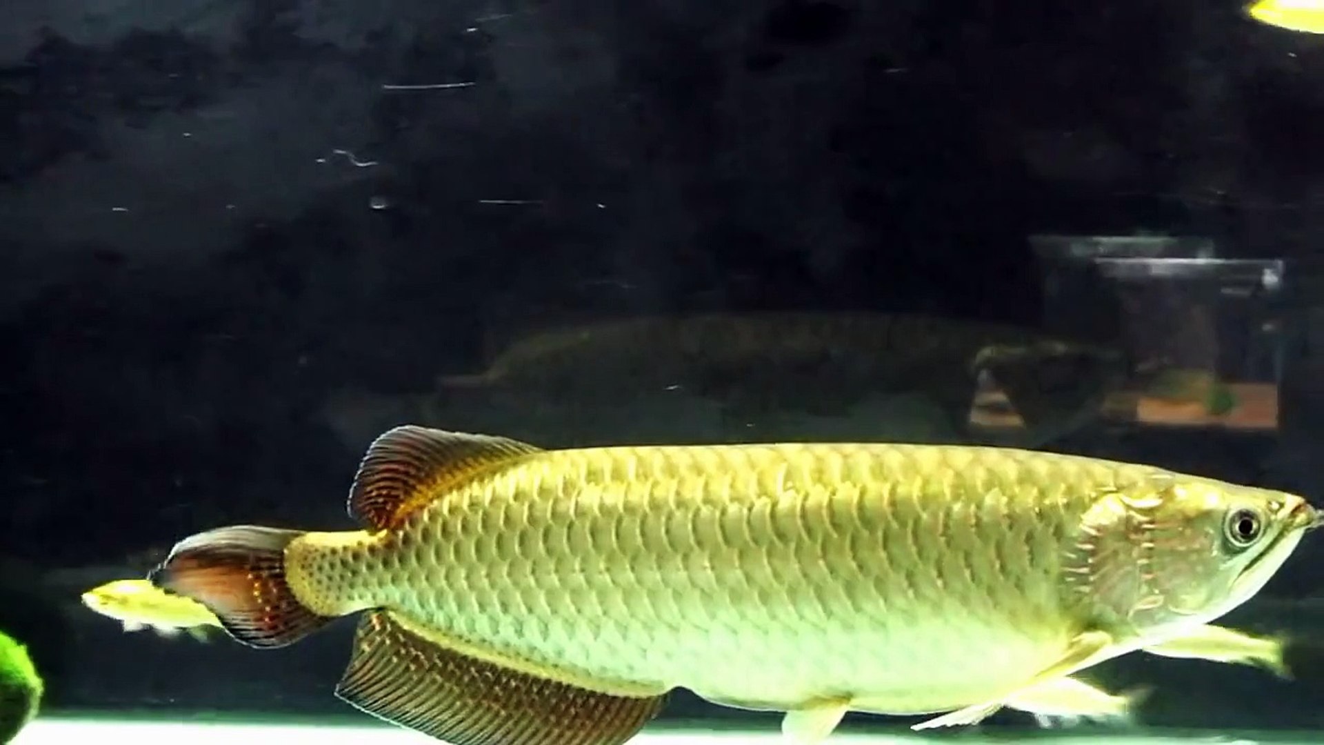 Australian Jardini Gold Arowana Marimo Moss Balls Hd 影片dailymotion