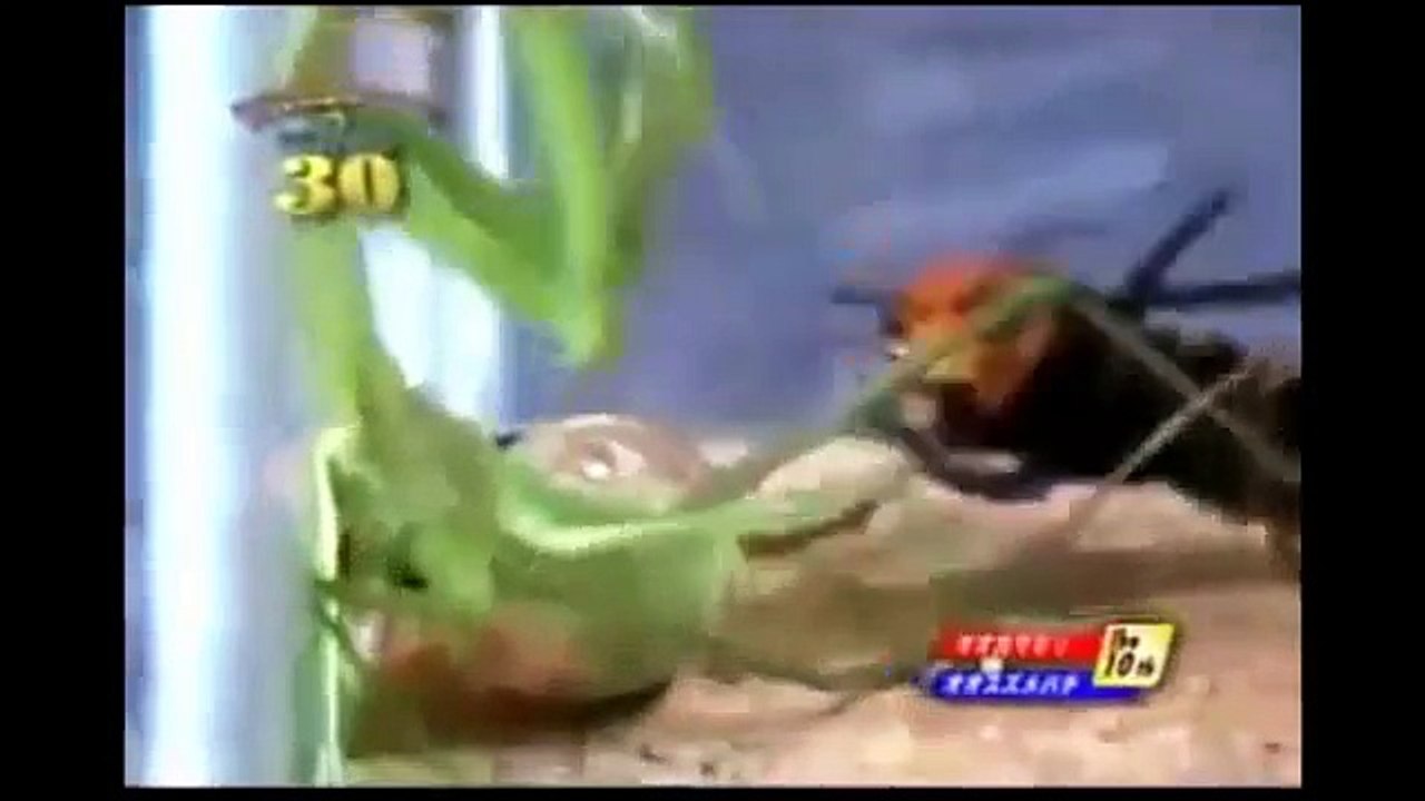 Praying mantis vs Asian Giant Hornet - fight to the death!!!
