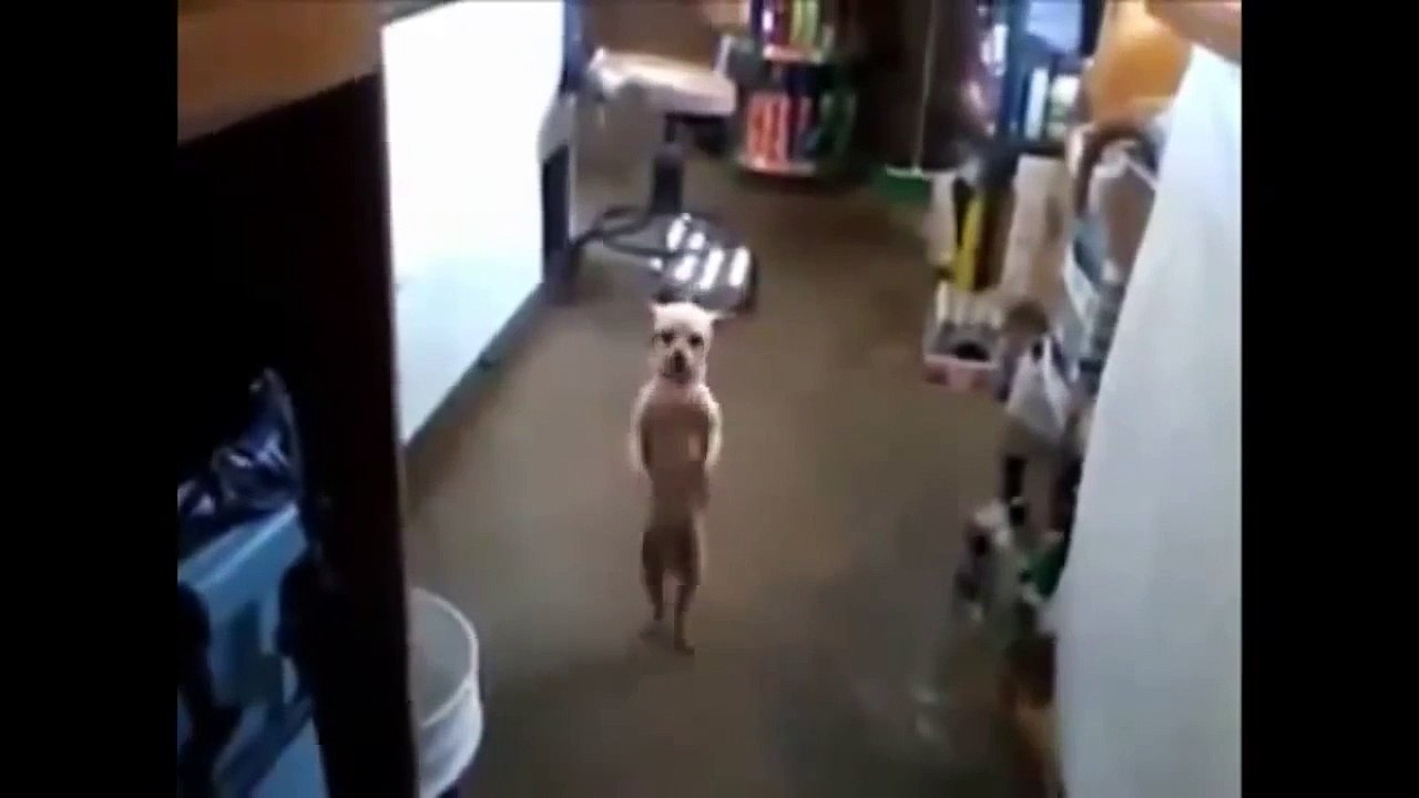 Perros Graciosos 2014 - Funny Dogs 2014 - Perros Locos 2014 - Crazy Dogs 2014