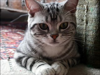 American Shorthair Cat!