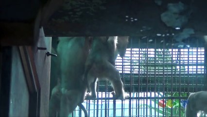 돼지 꼬리 원숭이 ( Pig-Tailed Macaque )