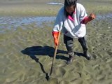 Cockle Clams Digging on Oregon,Netarts Bay