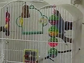 Min undulat Zazu på sit bur.