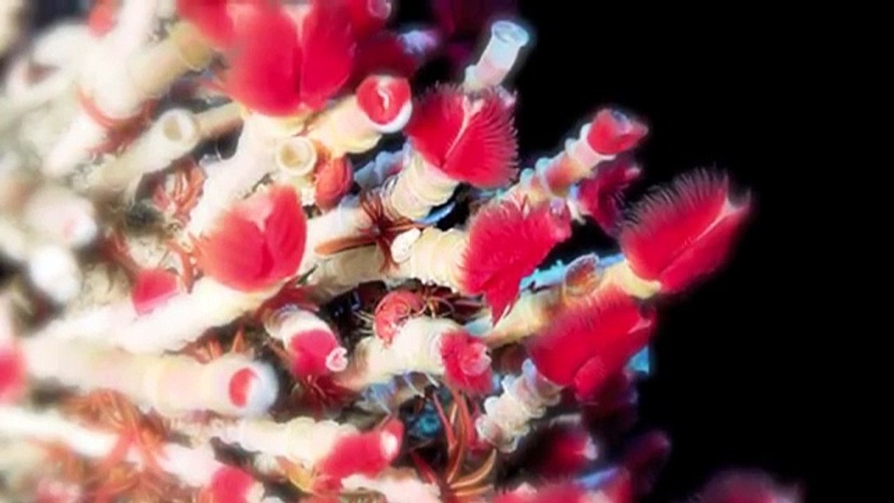 Peces raros del fondo abisal