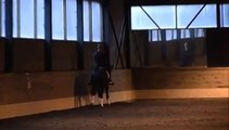 10-Year-Old Dressage Horse FOR SALE