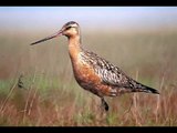 Godwits Outwits Evolutionists