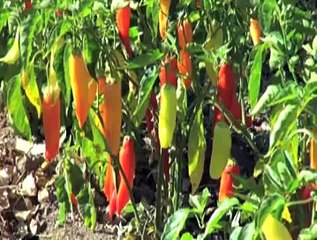 The Alternation of Generations in Flowering Plants