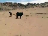 Gobi Mongolia Cows cattle