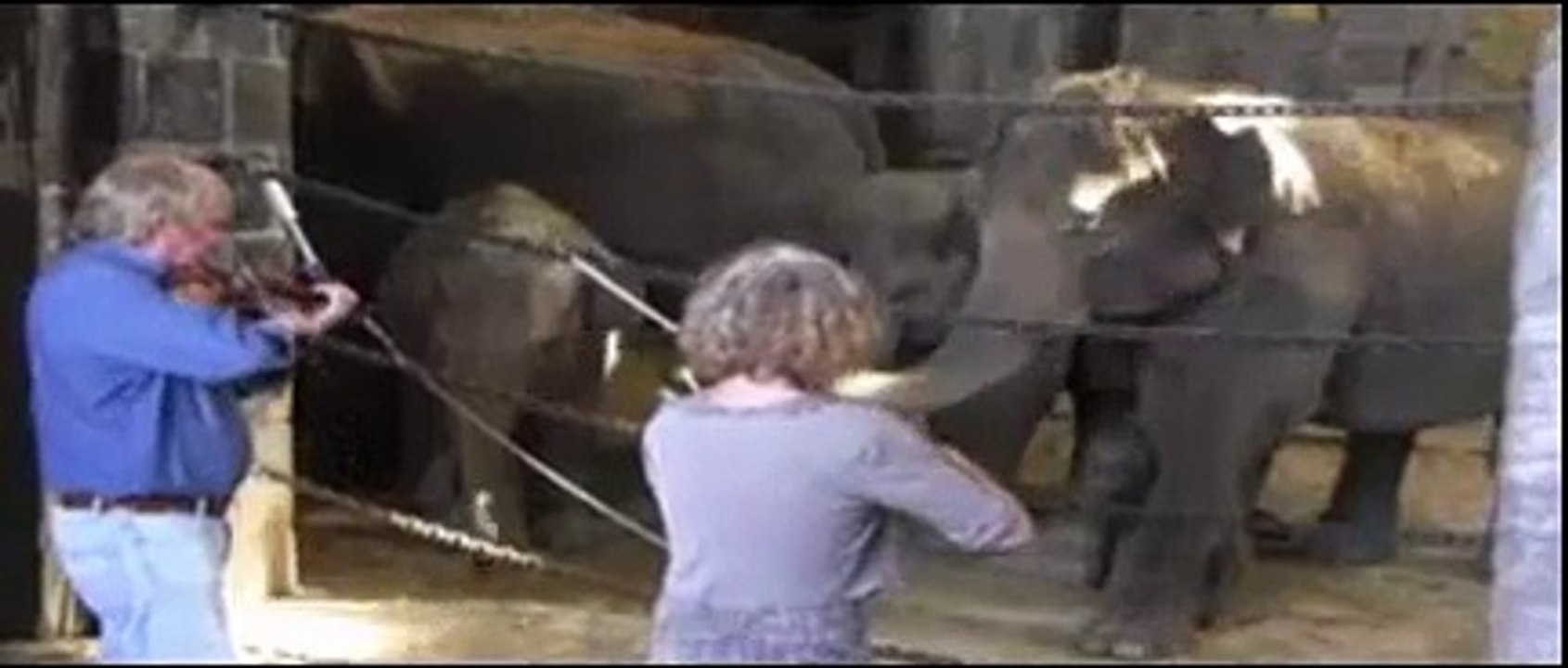 des elephants qui reagissent parfaitement au violon!!!!!