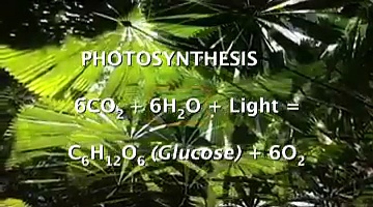 Comparing Photosynthesis with Cellular Respiration