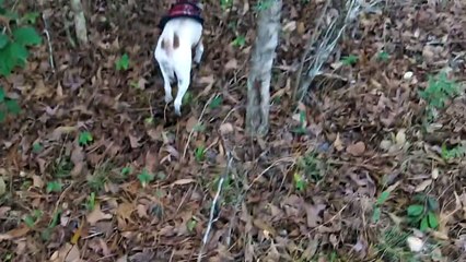Jack Russel squirrel hunting