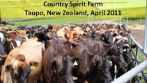 C. Hammond Repro-Scanning at Country Spirit Taupo NZ Apr 2011.wmv