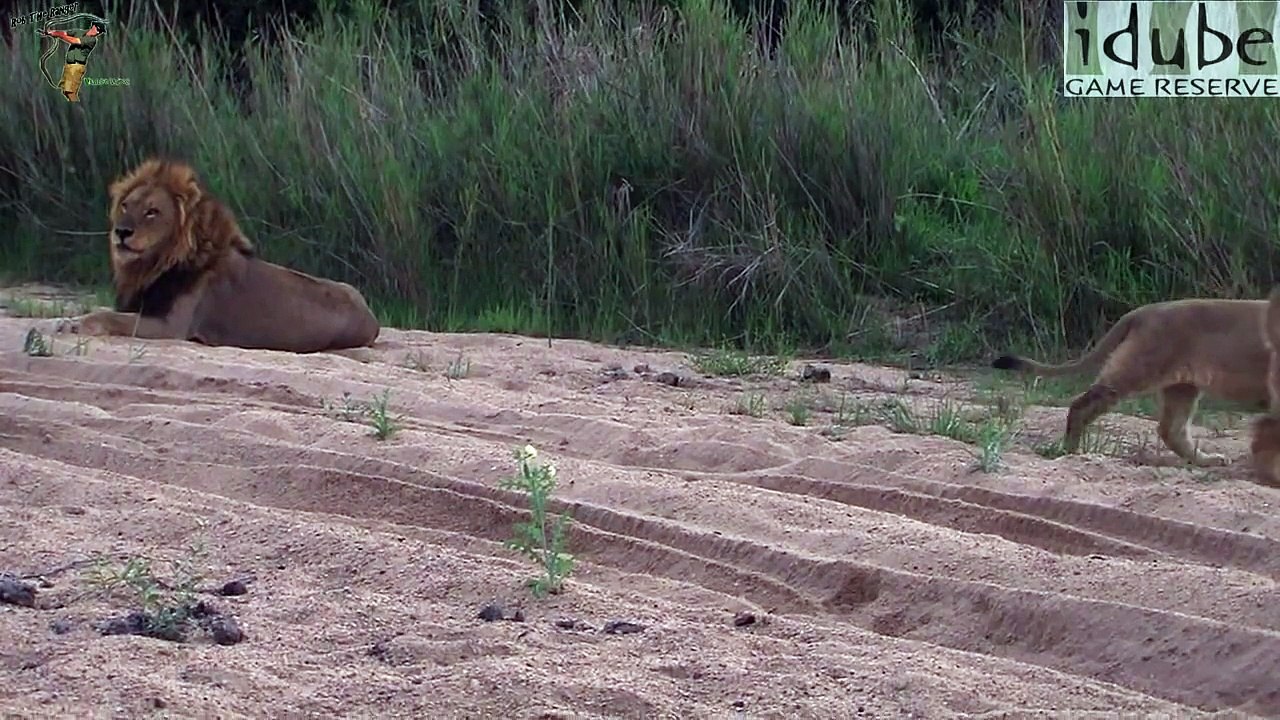 Lion Pride Play Together
