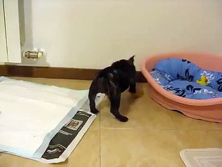 Penelope - Bouledogue francese di 3 mesi -  e la pallina.