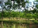 Rubber Tree @ AP Farm Thailand