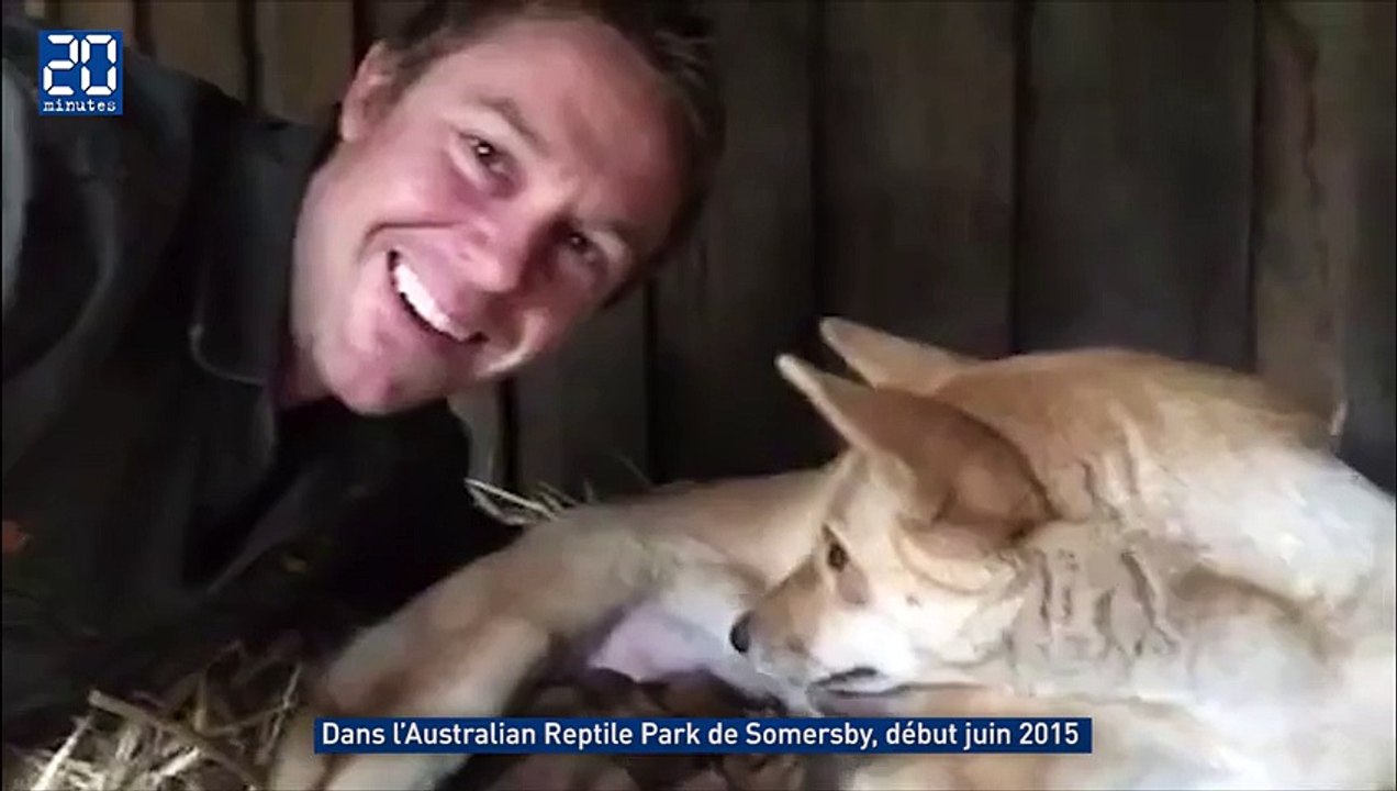 Rare : naissance miraculeuse de cinq dingos en Australie