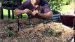 Growing Kale Planting Demo in a Raised Garden Bed