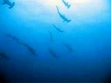 Hammerhead Sharks at Cocos Island