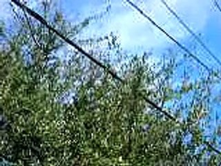 Mockingbird mocking