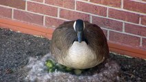 Canada Goose and Goslings