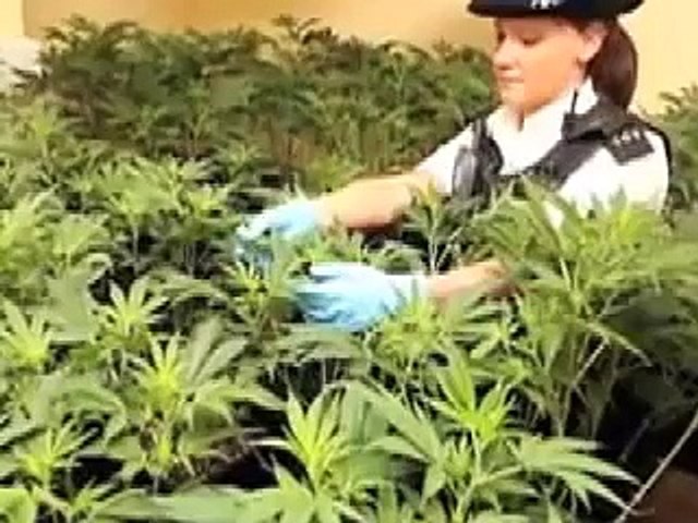 Lensmann i Førde uttaler om Cannabis, Cannabs, Cannibass og Cannabuss..