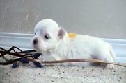 CUTE PUPPIES!!- 2 Weeks Old- Twitching and Eating Solid Food -   Dog Labor