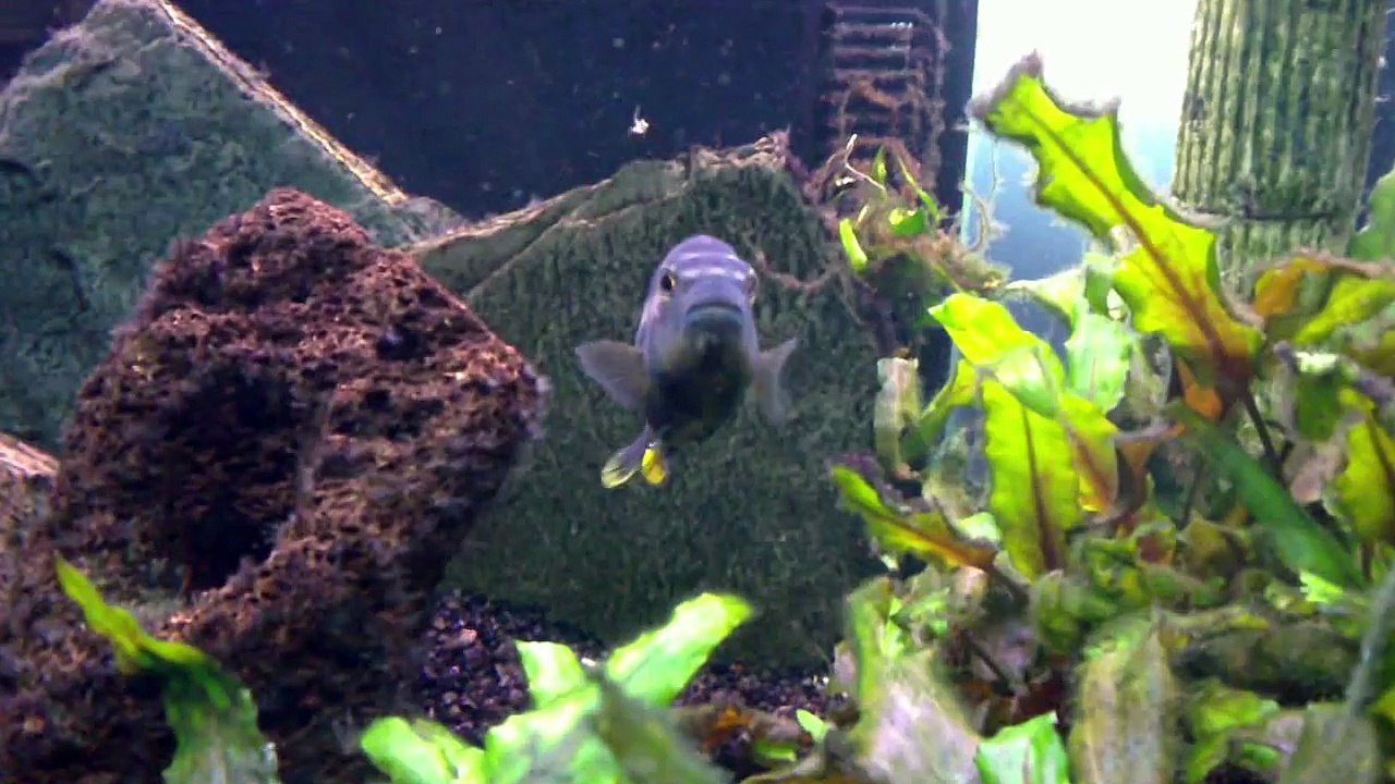 melanochromis auratus cichlidés fish poisson du lac malawi (HD sony ericsson vivaz).MP4