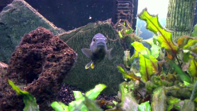 melanochromis auratus cichlidés fish poisson du lac malawi (HD sony ericsson vivaz).MP4