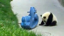 Cute baby panda wants to ride rocking toy horse!