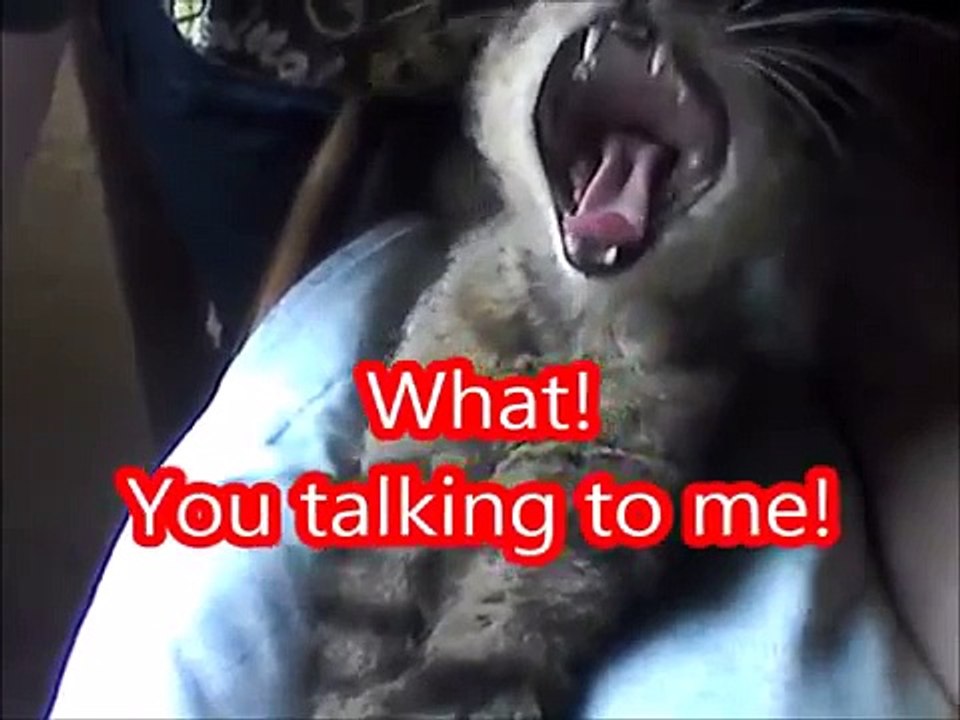 What! Are You Talking To Me?