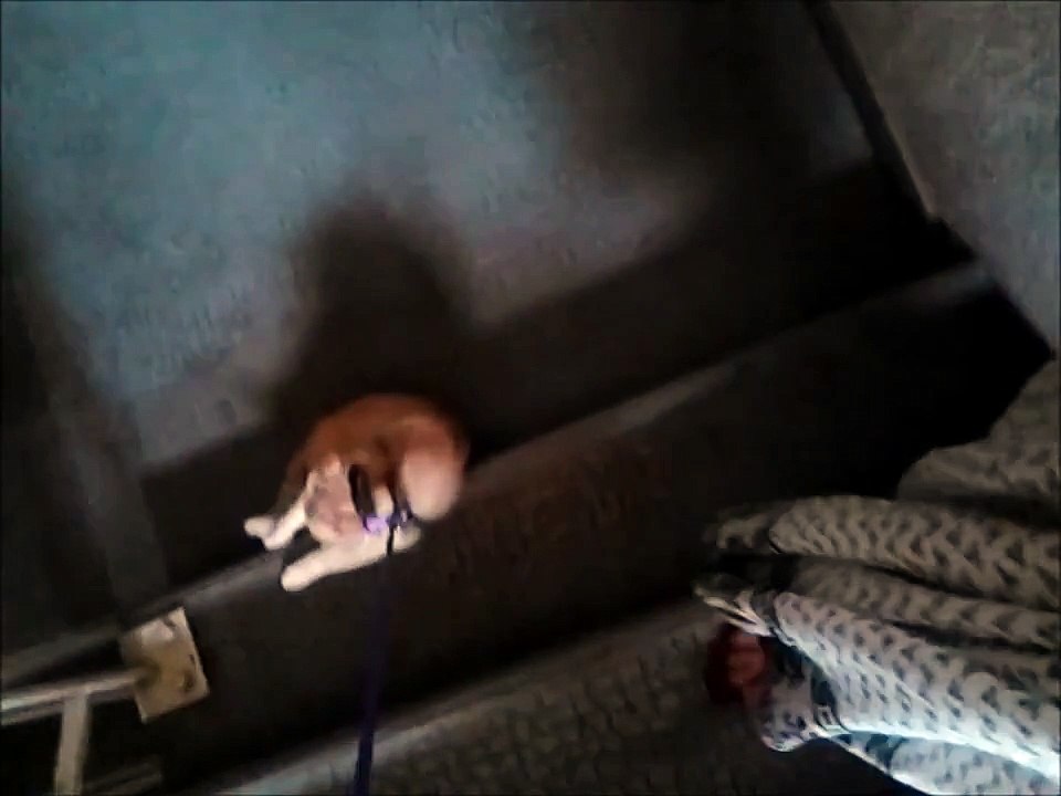 chat feignant
