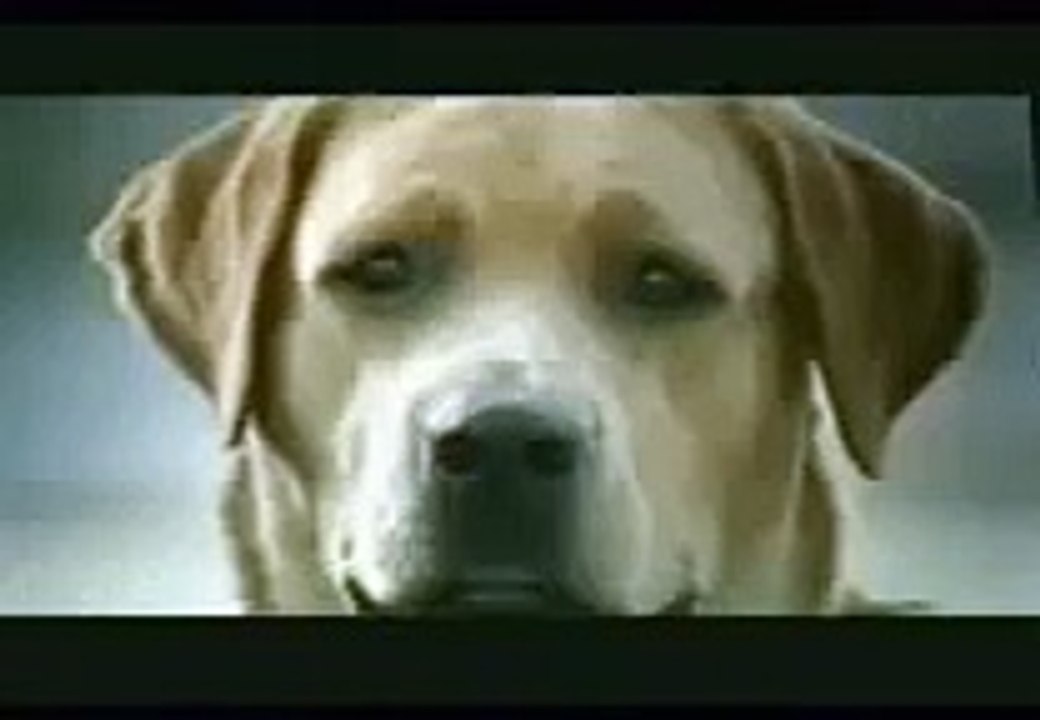 Dog in love - betrayed - very funny banned commercial
