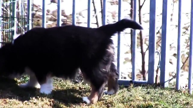 7 weeks old Australian Shepherd