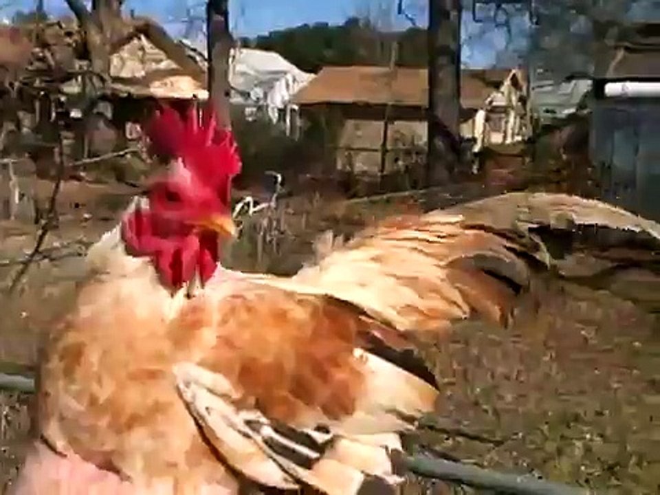 Butterscotch serama rooster.