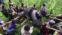 The Virunga Crisis (warning: graphic imagery)