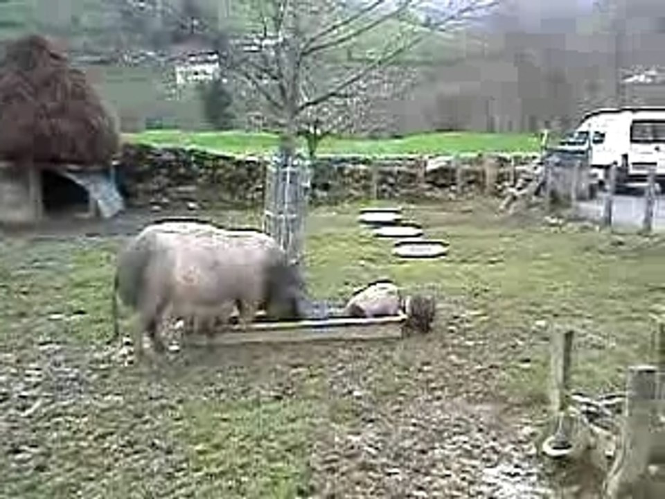 Cochons basques aux Aldudes