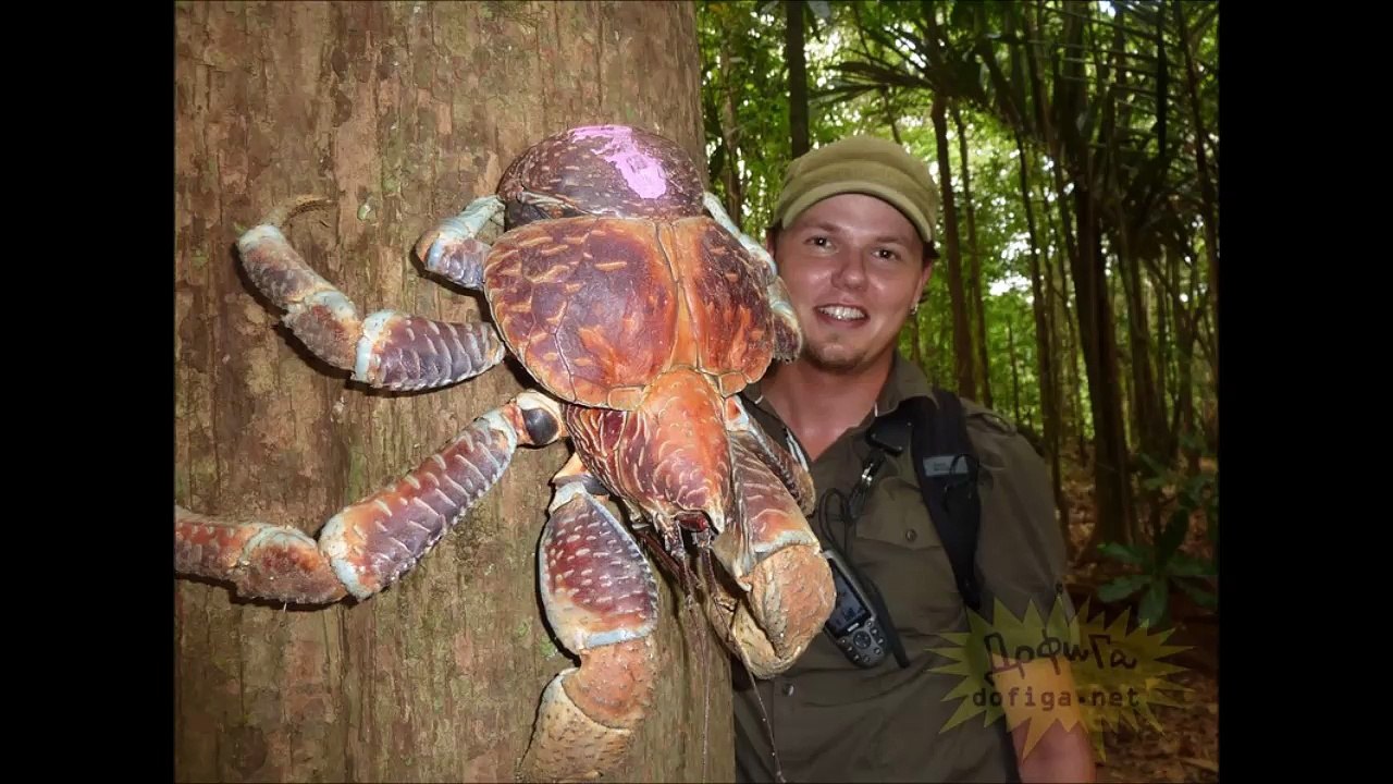 【閲覧注意】オーストラリア怖すぎ・・・