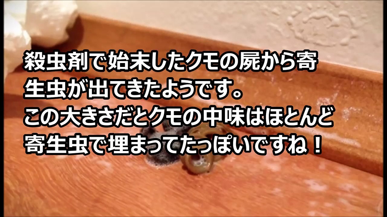 【閲覧注意】クモを殺虫剤で殺す⇒腹から出てきたもの