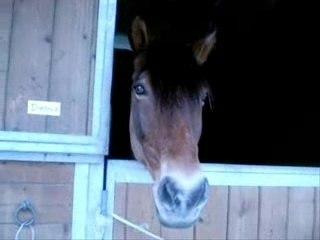 Poneys de Chatou et Conches