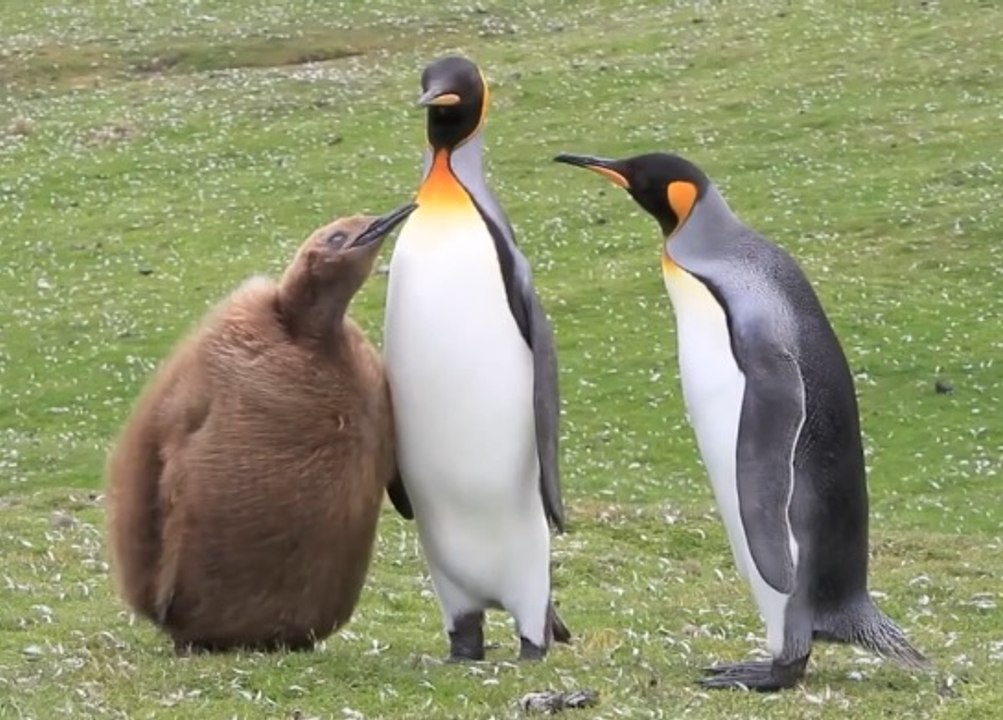 Kral Penguen