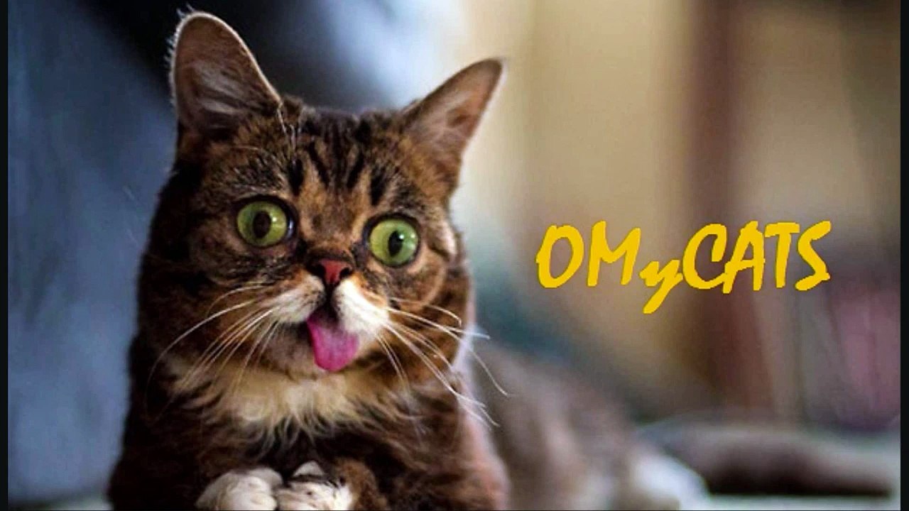 These Cats Pee In Front Of My Door!