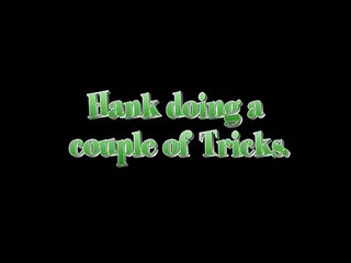 Hank the Himalayan cat doing a couple of tricks.