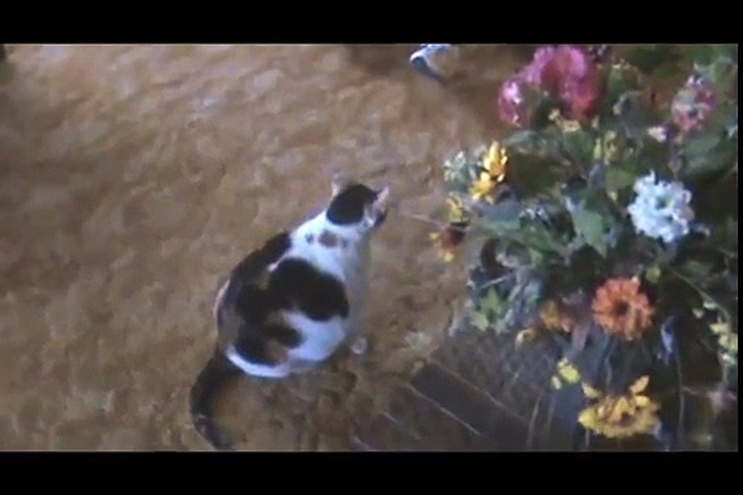 Moms Fat Cat