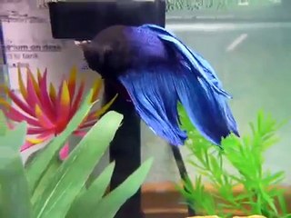 My Beautiful Betta - Big Blue