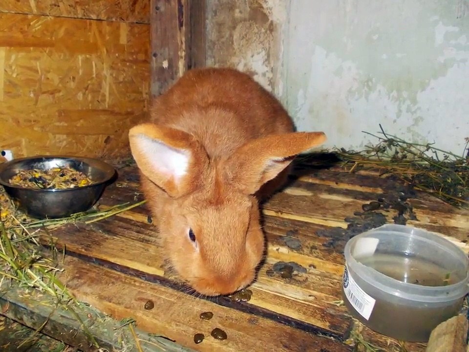 IEPURI RASA