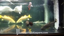 Feeding Monster 600 Gallon : Golden   Platinum Barramundi   armatus : HD Quality