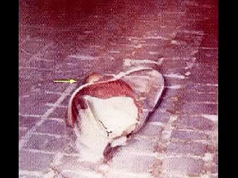 Ufo sightings   ALIEN EVIDENCE PHOTOS COMPILATION   NeW Videos