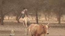 Glad prijeti nomadima u Maliju