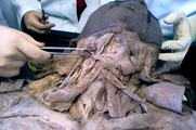 Anatomia Pescoço