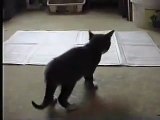 Kitty Breakdancing